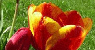 Тюльпан: легенди, повір'я, розповіді для дітей та історія квітки!