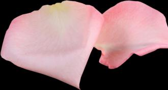Гадание по лепесткам розы поможет узнать свое будущее Гадание на лепестках розы онлайн