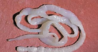 Cavity digestion occurs in pork tapeworm