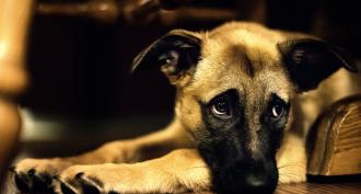 Чи можна давати собаці валокордин?