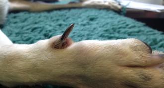Diseases and injuries of claws in dogs